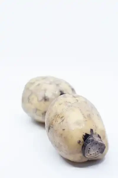 Lotus root
