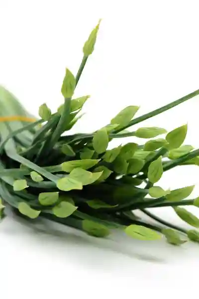 Schnittknoblauch 韭菜