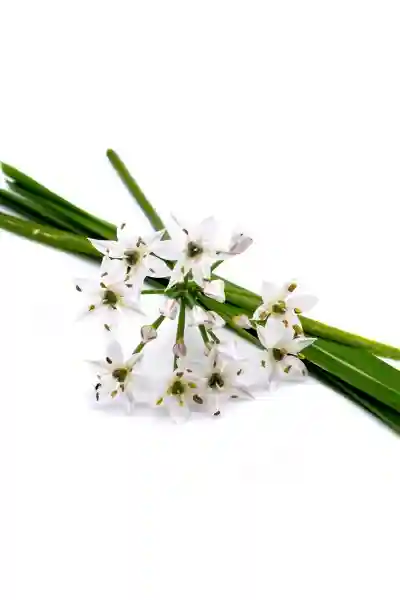 Schnittknoblauch 韭菜