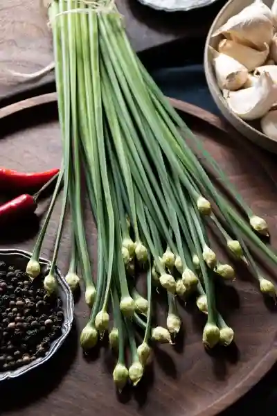 Schnittknoblauch 韭菜