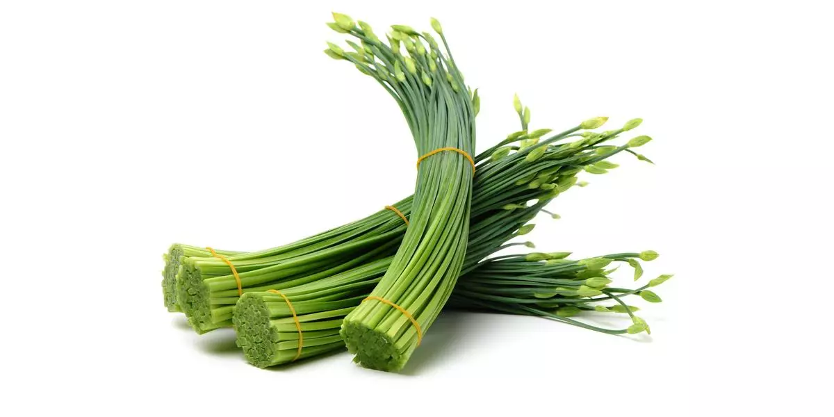 Schnittknoblauch mit Blüte - 韭菜花