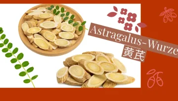 Astragalus-Wurzel 黄芪