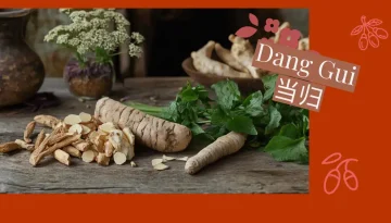 Dang-Gui-当归