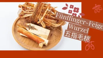 Fünffinger-Feige-Wurzel 五指毛桃