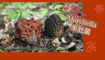 Morchella 羊肚菌