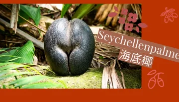 Seychellenpalme 海底椰